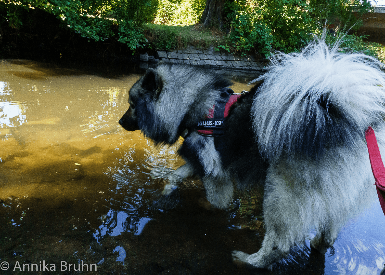 Q planscht in der Alb